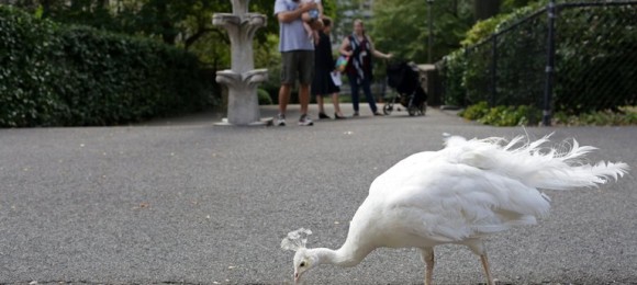 Cathedral Peacock